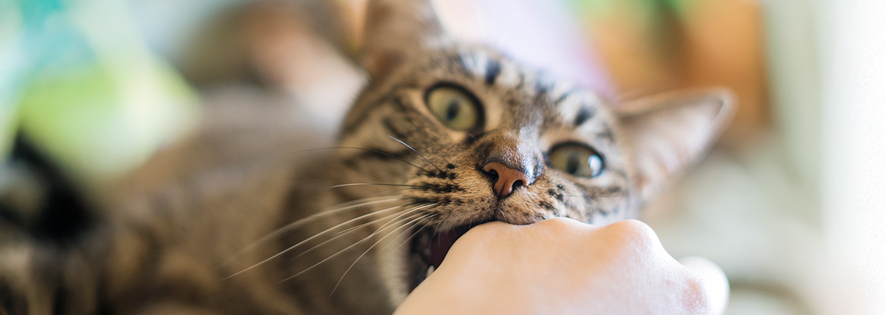 Ragioni per cui il tuo gatto morde e come correggere questo